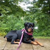 VCA Ballston Spa Animal Hospital ico