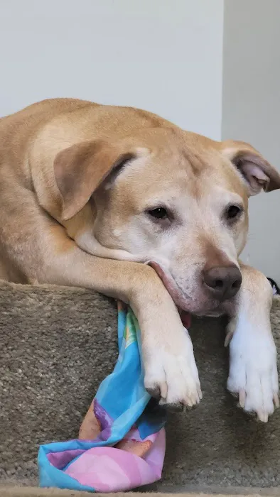 VCA Ballston Spa Animal Hospital 3