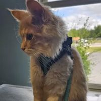 5072 rt 147 Galway Veterinary Hospital ico