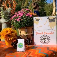 Adirondack Veterinary Clinic ico