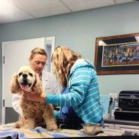 Homestead Animal Hospital ico