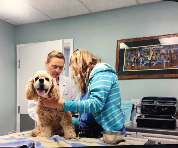 Homestead Animal Hospital