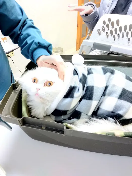 Just Cats Vet 5