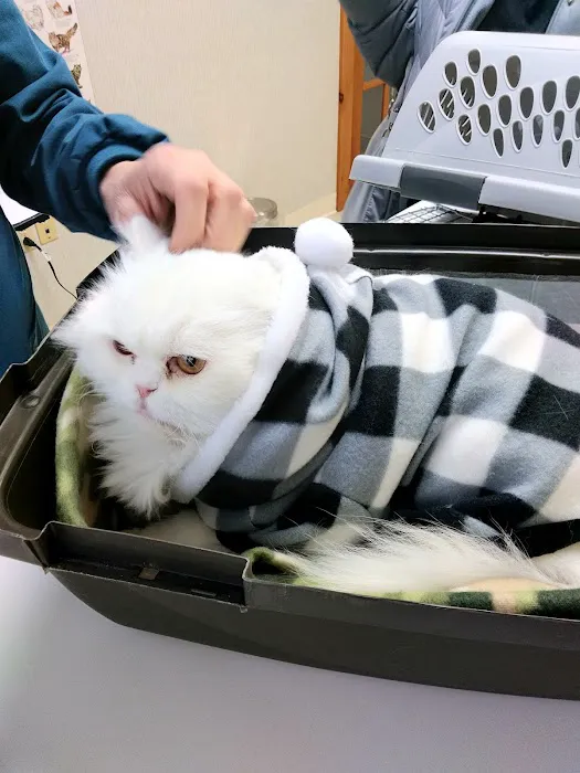 Just Cats Vet 6