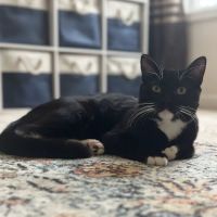 Just Cats Vet ico