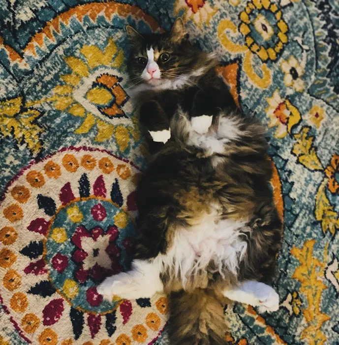 Just Cats Vet 9
