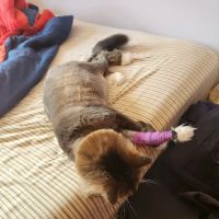 Fenton River North Veterinary Clinic ico