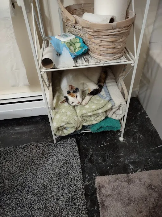 Cat Hospital of Canterbury 1