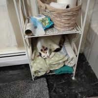 Cat Hospital of Canterbury ico