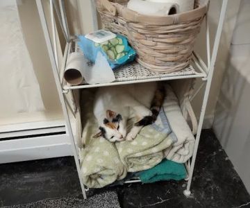 Cat Hospital of Canterbury