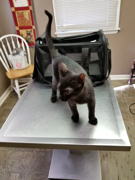 Cat Hospital Of Canterbury - Christine Madaski DVM 2