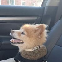 Eastford Veterinary Clinic ico