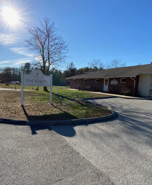 Pachaug Animal Hospital 3