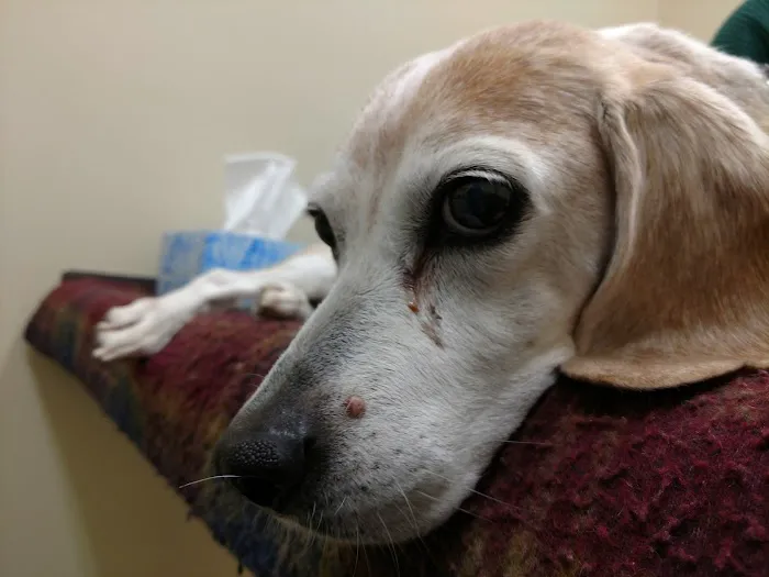 Stonington Veterinary Hospital 6