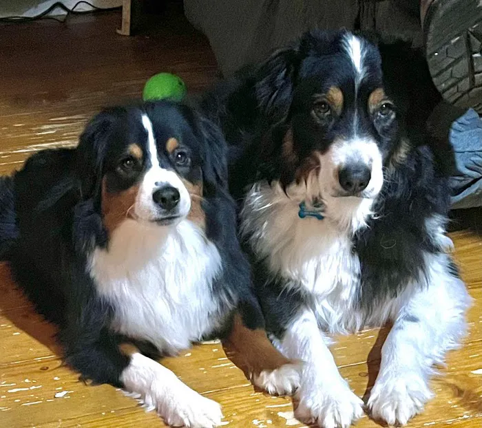 Stonington Veterinary Hospital 3