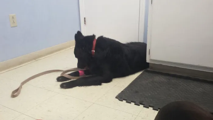 Stonington Veterinary Hospital 1