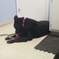 Stonington Veterinary Hospital ico