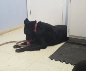 Stonington Veterinary Hospital