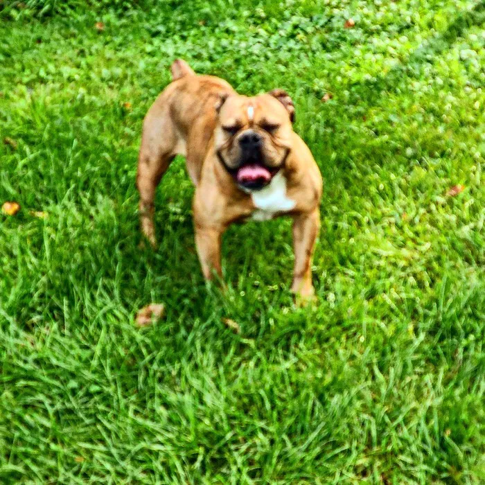 VCA Plainfield Animal Hospital 9