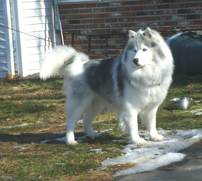 VCA Plainfield Animal Hospital 6