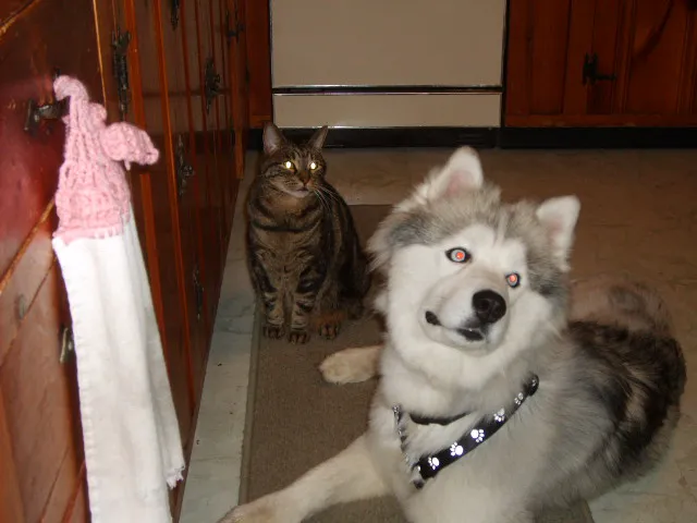 VCA Plainfield Animal Hospital 3