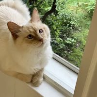 Pawcatuck Veterinary Clinic ico