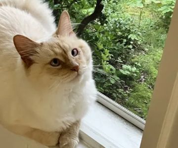 Pawcatuck Veterinary Clinic