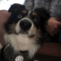 Westerly Animal Hospital ico