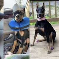 Stafford Veterinary Center ico