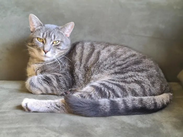 Stafford Veterinary Center 2