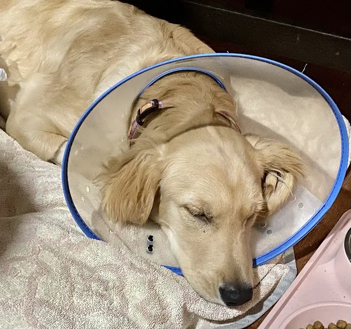 Stafford Veterinary Center 3
