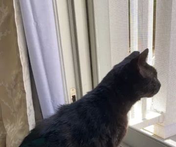 Fenton River Veterinary Hospital- Stafford CT