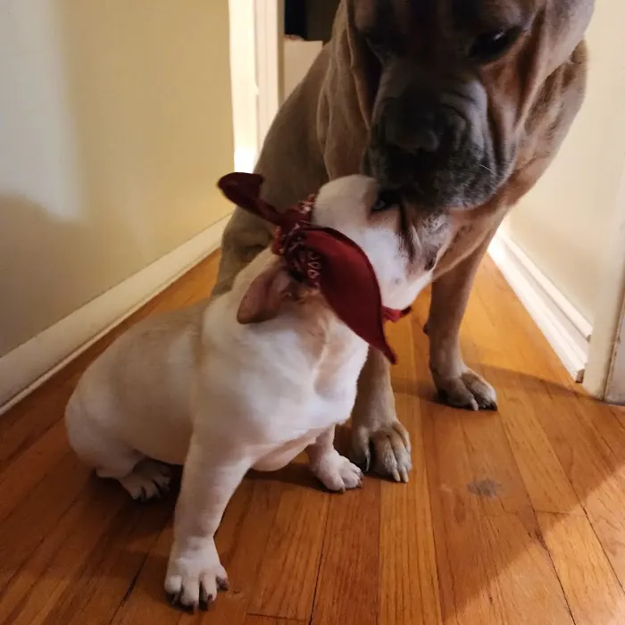 Fenton River Veterinary Hospital- Stafford CT 9