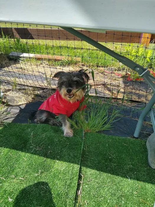 Glen Animal Hospital 7