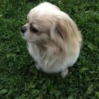 Glen Animal Hospital ico