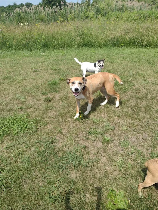 Glen Animal Hospital 10