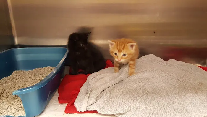 Glen Animal Hospital 4
