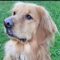 Noah's Ark Animal Hospital ico