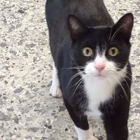 Johnstown Animal Clinic ico