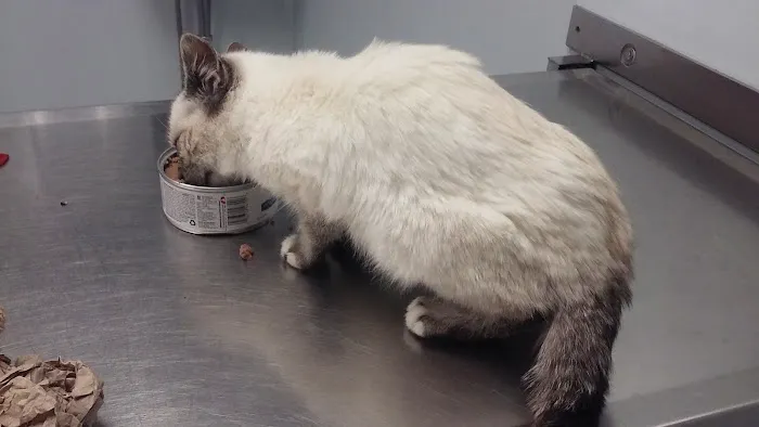 Johnstown Animal Clinic 2