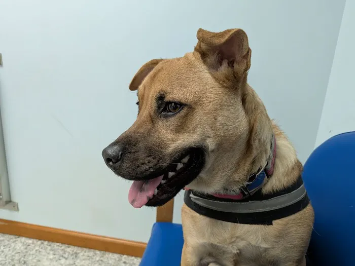 Johnstown Animal Clinic 9