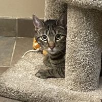 Glove Cities Veterinary Hospital ico