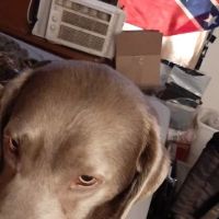 Cobleskill Veterinary Clinic ico