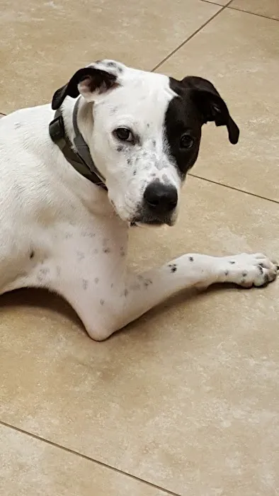 Animal Medical Center 8
