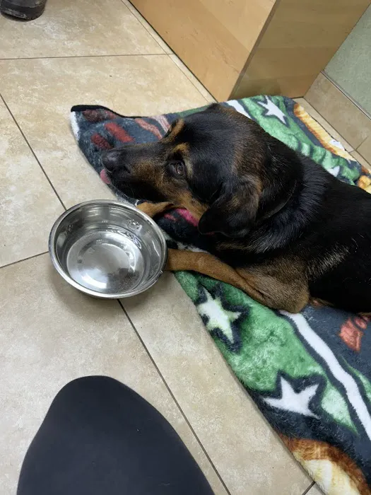 Animal Medical Center 2