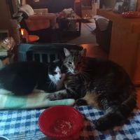 Animal Medical Center ico