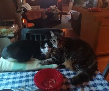 Animal Medical Center