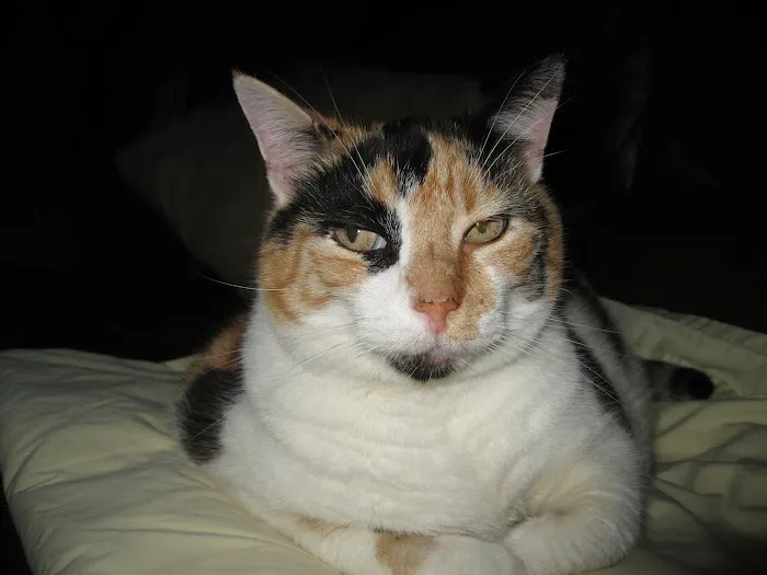 Animal Medical Center 5