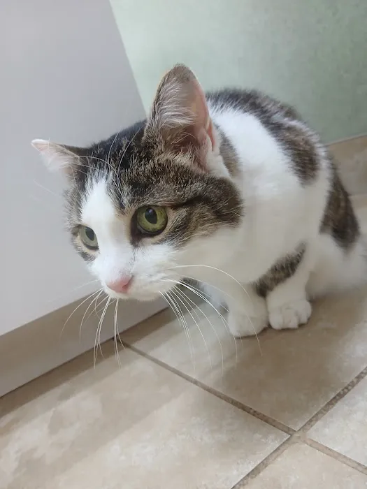 Animal Medical Center 9