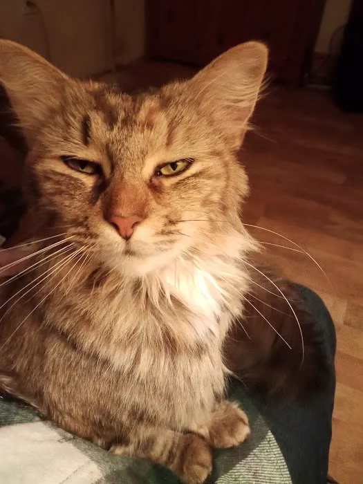 Spay & Neuter Syracuse 1